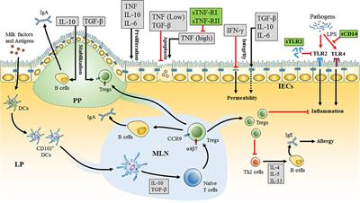 Cytokines and Soluble Receptors in Breast Milk as Enhancers of Oral Tolerance Development